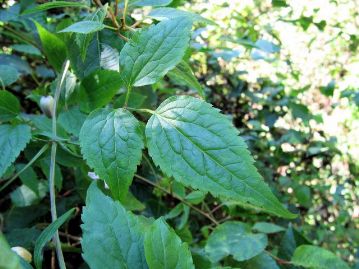 葉は質が薄く紙質。1～2回3出複葉で、縁には粗い鋸歯があり、先は長く伸びてとがる。