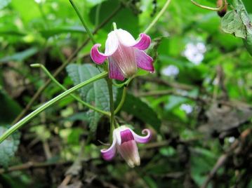 花色には幅があり、濃いものから薄いものまで様々である。雄しべには白い長毛が密生する。