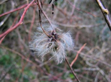 花後には花柱の毛が綿毛となり、風によって種子を散布するが、果実が熟すのは11月下旬～12月と、霜が降り始めるような、かなり遅い時期となる。