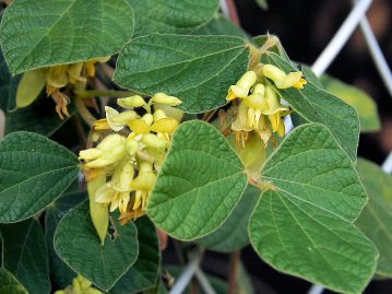 花はたくさんの淡黄色の花が集まって咲くが、小さいので葉に隠れて目立たない。