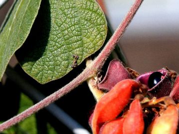 茎など植物体全体に褐色の毛が生える。近縁のトキリマメは枝葉の毛が本種より少ない。