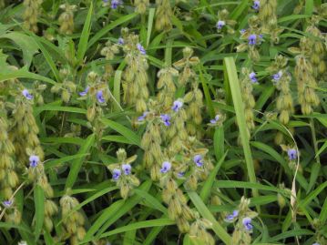 7～9月頃の正午～夕方にかけて、茎の先の総状花序に青紫色の花をまばらに咲かせる。