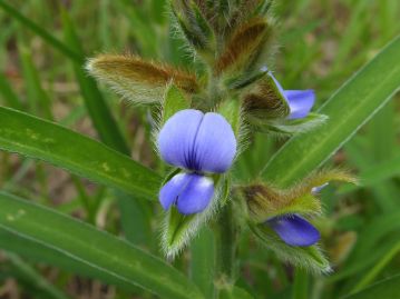 青紫色の花だが、旗弁基部には濃紫色の筋が入り、左右の翼弁基部には白斑がある。これをタヌキの顔に例えた？