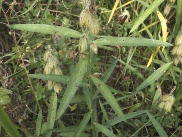 葉はマメ科植物にしては珍しく、複葉ではなく線形～広線形の単葉の葉を互生する。