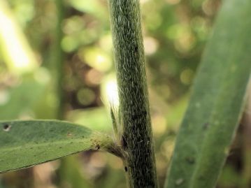 茎や葉表の脈上、葉裏には褐色の長毛が多い。葉の付け根に見えるのは線形の托葉。