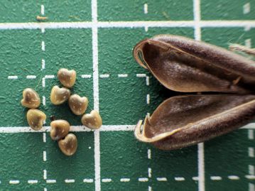 豆果の中には直径2mm程度で光沢のある黄～暗褐色の種子が数個～十数個入っている。