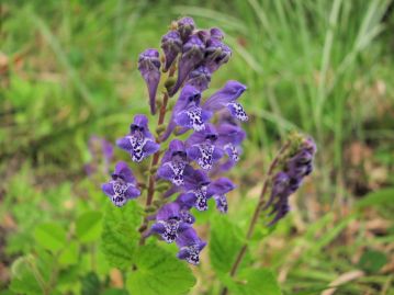 春、青紫色～淡紅紫色の花を茎の頂部の花穂に多数咲かせる。花は一定の方向を向いて着く。