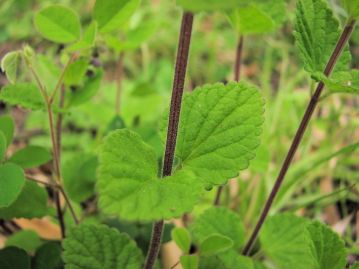 茎は赤みを帯び、白色の開出毛がある。葉は対生で両面に軟毛が生える。