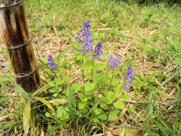 日当たりのよい草地や林縁に生育する。当園内では手入れされて明るい竹林の林床に生育している。