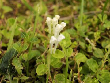 時に白花のものもあり、品種シロバナタツナミソウ f. leucanthaとして区別される場合もある。