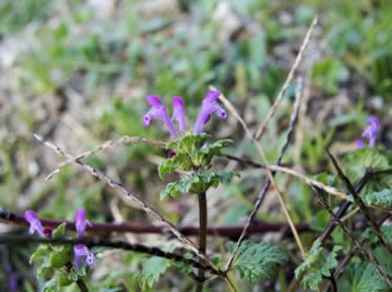 ホトケノザの花。同じシソ科の植物であり、花の形は似ているが、花は様々な方向を向いて咲く。