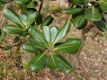 葉は互生だが、枝の先に輪生状につくことも多い。 葉身は長さ4～10cm、幅1.5～3.5cm、表面は濃緑色で光沢がある。