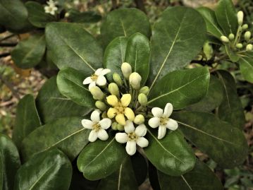 花期は倉敷市の当園では5月頃。 枝先の集散花序に5弁の白色花を咲かせるが、花弁はやがて黄変する。 写真は雄花。