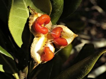 裂開した果実。 種子は赤橙色の粘液を持った仮種皮に覆われ、鳥に食べられるほか、くちばしなどに付着し散布される。