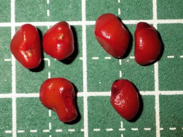 粘液を取り除いた種子。 長さは5～8mm程度、おおむね腎形だが、不規則に歪んだ形状をしている。