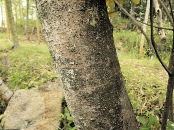 樹皮は灰褐色、横方向に皮目が点在する。 葉や材には独特の臭気があり、枝は伝統的に節分の邪気ばらいに利用される。