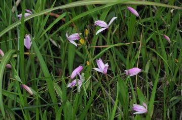 湿地に咲くトキソウ。淡いピンクの花色を鳥のトキ（朱鷺）の羽の色に例えた。