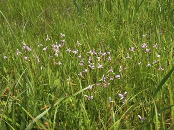 日当たりが良く、貧栄養な湿地に生育する。 花期は5月中旬頃。 サギソウと共に、湿原保全のシンボルとされることも多い。