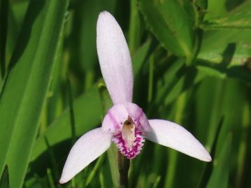 花の後方にある3枚は萼片、前方に突き出しているのが花弁。 3裂した唇弁の中裂片の内面やふちには肉質の突起が密生する。