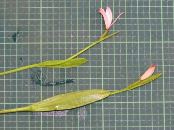 茎の中ほどに長さ4～10cmの披針形あるいは線状長楕円形の葉が1枚、花の基部には長さ2～4cm 葉状の苞が1枚つく。