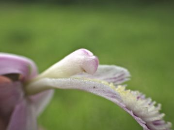 側花弁に覆われているずい柱を露出させたところ。 ずい柱先端には「葯帽」と呼ばれる覆いがあり、下部は突起となっている。