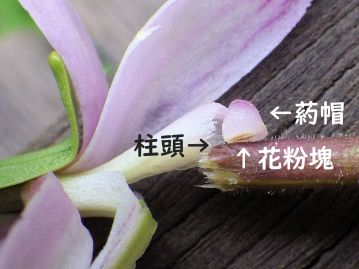 葯帽は基部が蝶番のようになっており、訪花昆虫が出ていく際にだけ花粉を付着させ、自家受粉を避ける仕組みとなっている。
