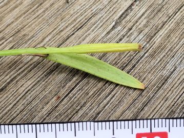 トキソウの若い果実。 当園では本種の送粉を担う種類の昆虫がいないのか、充実した果実は観察されていない。 