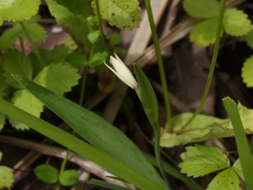 ヤマトキソウ P. minor 。 本種より小型で乾き気味の草地に生育し、花はほとんど開かない。 国内のトキソウ属の植物は2種のみ。