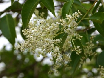 初夏に枝先に円錐状の花序をつけて白色の花を多数咲かせる。一つ一つの花は地味だが、花序の数が多く、訪れる昆虫も多い。
