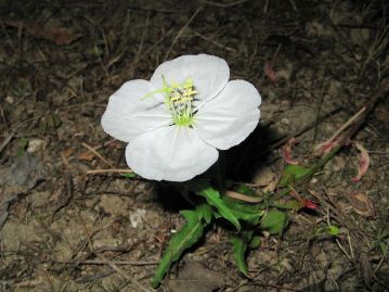 6～9月頃、日没とともに純白の4弁花を咲かせる。花弁は時間とともに徐々に色づき、朝しぼむ頃には全体が紅変する。