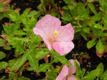 紅変した花。葉の縁は浅～中裂するが、生育初期など状況によってはほぼ全縁となることもある。