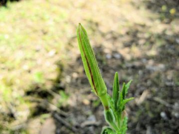 開花直前の蕾。がくに覆われた状態で、赤い筋が目立つ。