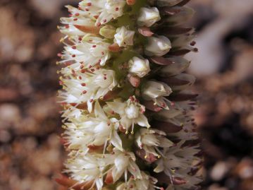 9月下旬～11月頃、塔状に伸びた花茎に多数の白い花を咲かせる。花が咲いた株は枯れてしまう。