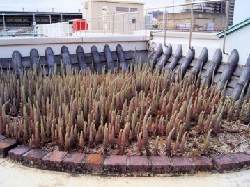 しげい病院南館屋上のツメレンゲ移植地。数百本の花茎が立ち上がっている。（撮影：2013年10月）