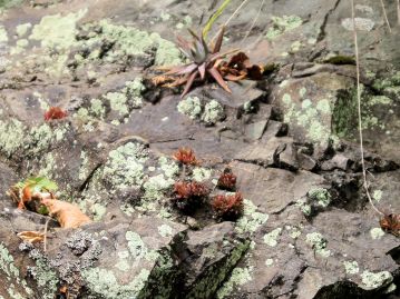 石崖に生育する個体。他の植物との競合を避けるため、厳しい環境に適応した植物である。