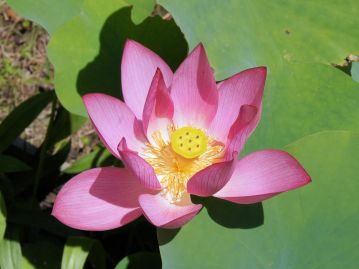 「レンゲ」とはレンゲソウのことではなく、蓮の花（蓮華）のこと。