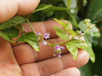 8～9月頃、葉の腋に小さな花を咲かせる。大きさを別にすれば、ダイズの花に花色などは良く似ている。