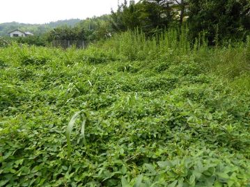 条件がそろうと、非常に旺盛に成長する。当園のユウスゲ植栽地で繁茂し、ユウスゲを覆い尽くした様子。