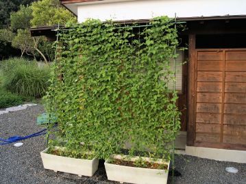 植物園の事務所の「緑のカーテン」として利用してみた様子。乾燥にも強く、育てやすい。