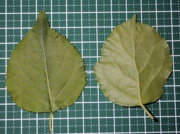 葉は長さ3～10cm、幅2～8cmの楕円形または倒卵形。縁には浅い鋸歯があり、しばしば大きく波打つ。