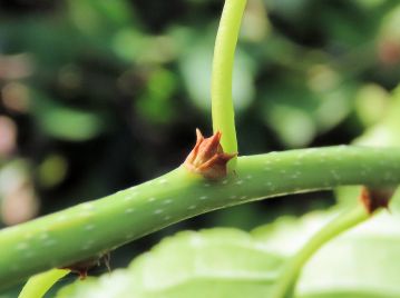 当年枝には花芽はつかず、葉芽のみの冬芽がつく。 葉芽のみの冬芽は三角形で折り紙の「かぶと」を思わせる。