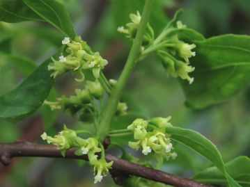 雌花。 雌しべは長さ4mmほどで花外に突き出ており、柱頭は3裂し、裂片はさらに2裂する。 