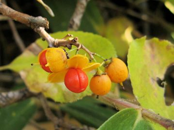 果実は蒴果で直径7～8mmの球形、晩秋に熟すと3つに裂開し、赤い仮種皮に包まれた種子が現れる。