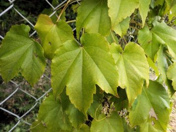 花序がつく短枝の葉は大きく、葉柄が長く、基部は心形、上部は大きく3裂し、縁にはあらい鋸歯がある。