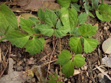 長枝には花がつかない。 葉はウルシ科のツタウルシやヤマウルシの実生のような3小葉となる場合がある。