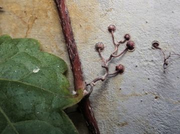 茎（つる）で巻きつくのではなく、節から先端が吸盤状になった“巻きひげ” を出して、壁面などに付着する。