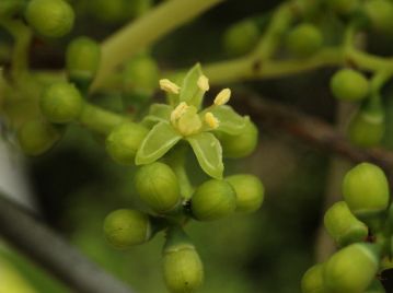 6～7月頃、短枝から3～6cm程度の集散花序を出し、直径2～3mmの黄緑色の5弁花を咲かせる。