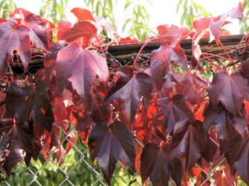 晩秋には紅紫色に紅葉したのち、落葉する。「ナツヅタ（夏蔦）」との別名は夏緑性であることを意味する。