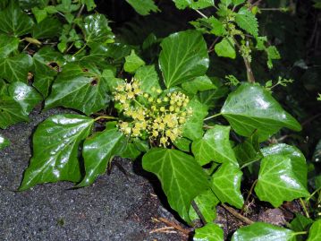 ウコギ科のキヅタ。常緑のため「フユヅタ（冬蔦）」とも。英語の“ivy”が本来指すのはこちらである。