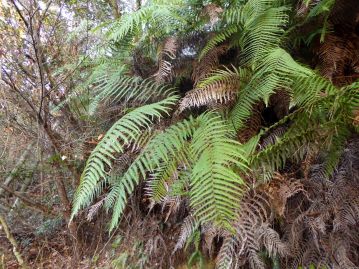 重井薬用植物園 園内花アルバム